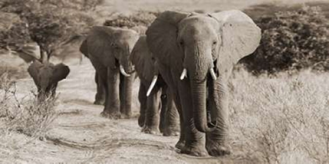 Herd of African Elephants- Kenya Poster Print by Anonymous - Item # VARPDX2AP3673